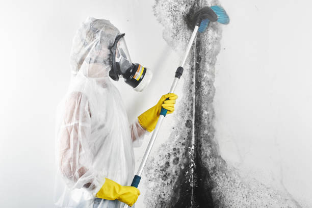 Best Post-Construction Mold Inspection  in Rockvale, TN