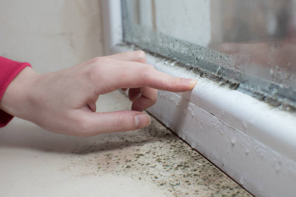 Best HVAC Mold Inspection and Cleaning  in Rockvale, TN
